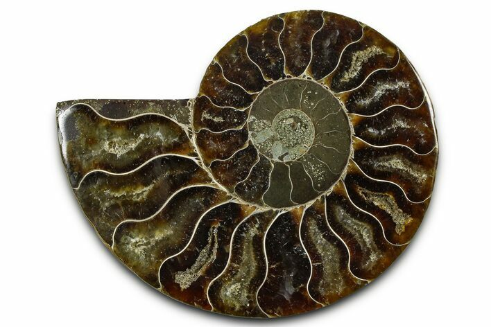 Cut & Polished Ammonite Fossil (Half) - Madagascar #377598